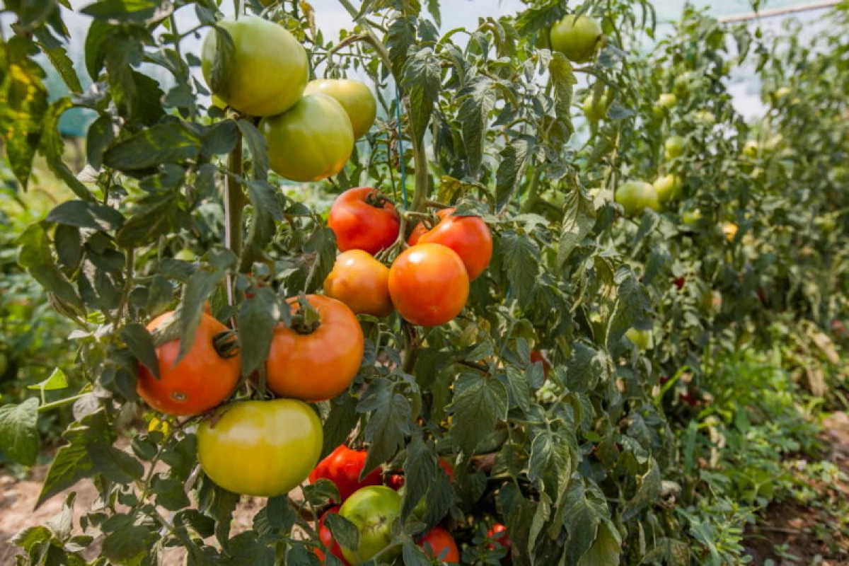 Tomato kuchokera kwa nthawi ya Soviet kwa zamakono - mitundu 5 ya legend 9856_1