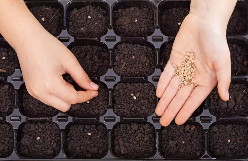 Cando comezar a sementar as sementes - temos en conta factores diferentes e cumpren as regras 10200_2