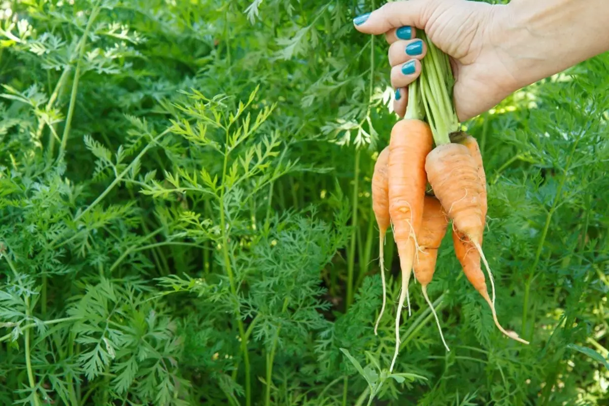Le varietà di carote persistono fino alla primavera 10421_1