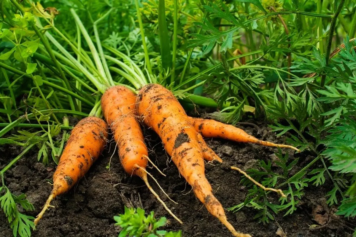 Variétés de carottes qui persisteront jusqu'au printemps 10421_3