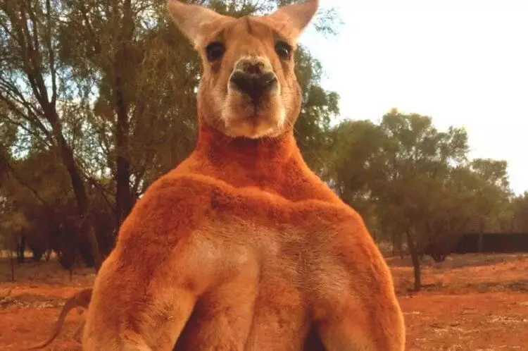 Kangaroo began to harm the nature of Australia. What to do with it? 10657_1