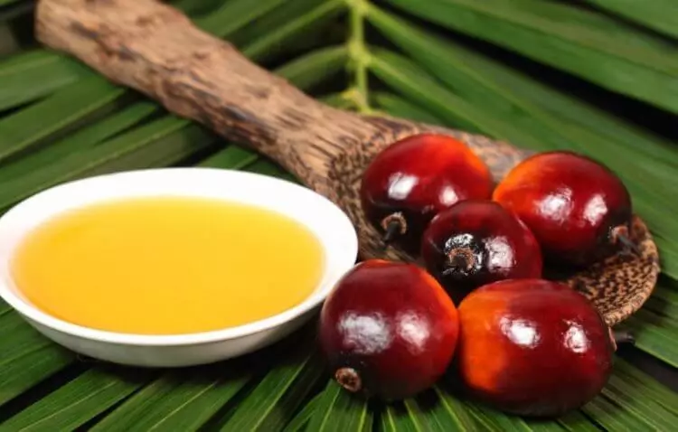 What is palm oil? 10724_1
