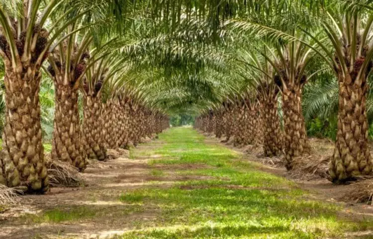 Wat is palmolie? 10724_2