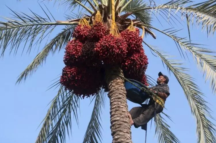 Wat is palmolie? 10724_3
