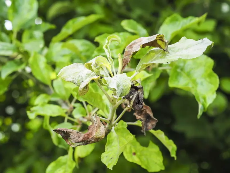 L'apparition de taches ferreuses sur les feuilles du pommier: identification des causes et traitement de la maladie 10947_2