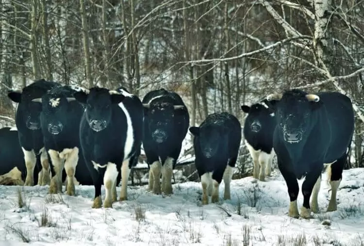 チェルノブイリからの雄牛や牛は野生動物のように振る舞い始めました 11094_1