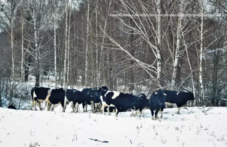 Bulls e vacas de Chernobyl começou a se comportar como animais selvagens 11094_2