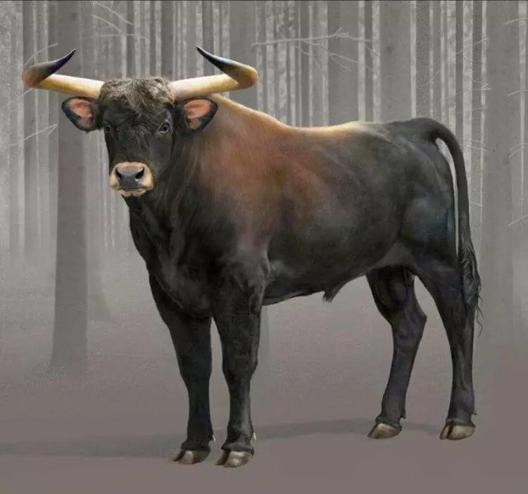 Bulls e vacas de Chernobyl começou a se comportar como animais selvagens 11094_3