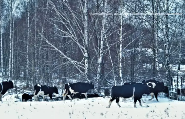 Bulls dan sapi dari Chernobyl mulai berperilaku seperti binatang liar 11094_4