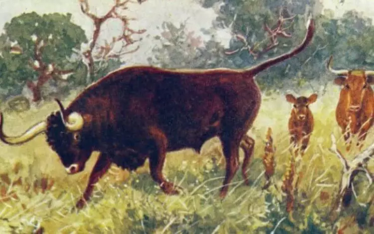 Бики і корови з Чорнобиля почали вести себе як дикі звірі 11094_5