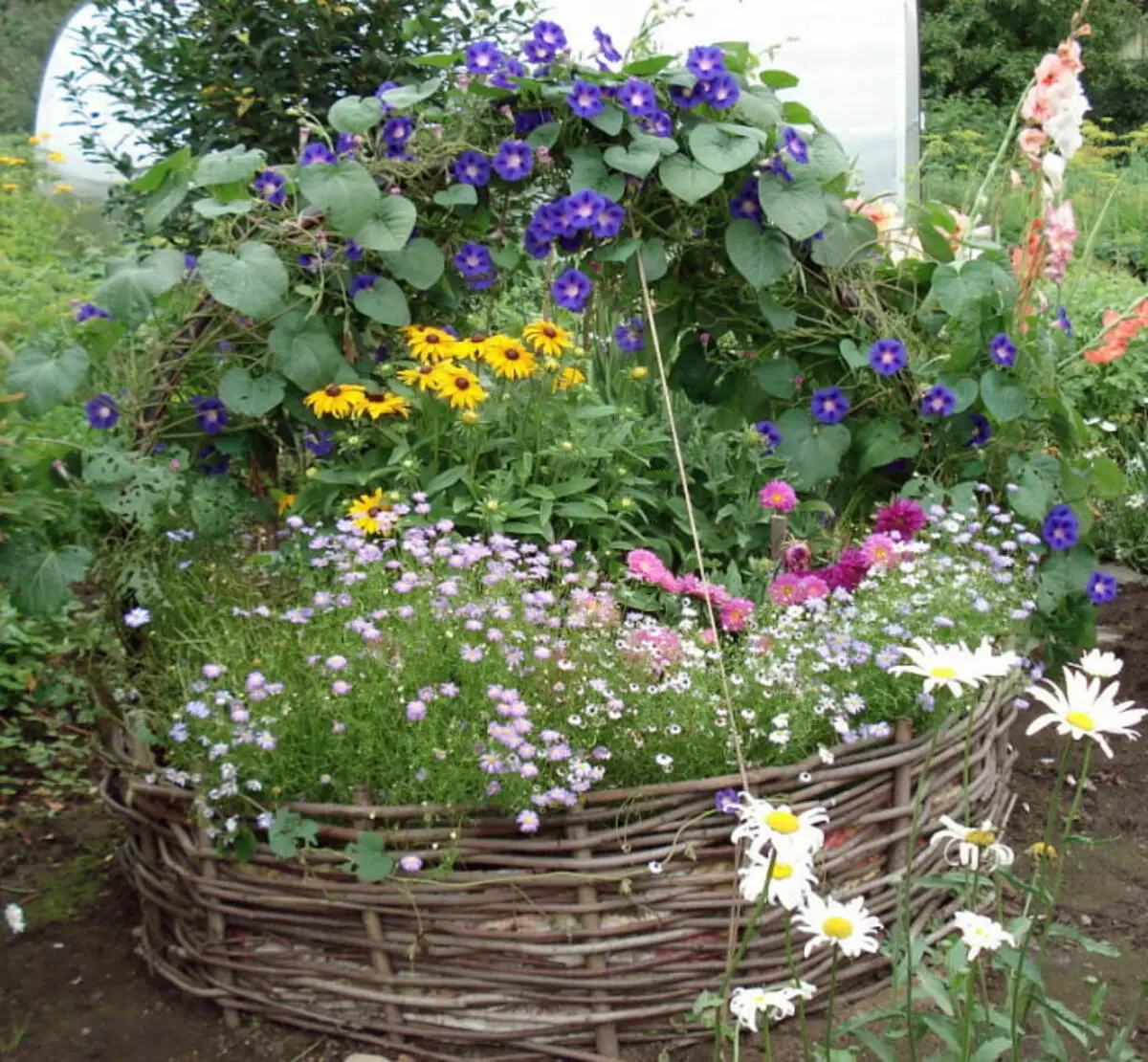 10 smukke blomsterbed på gården af ​​et privat hus for dem, der savnede sommeren 11123_14