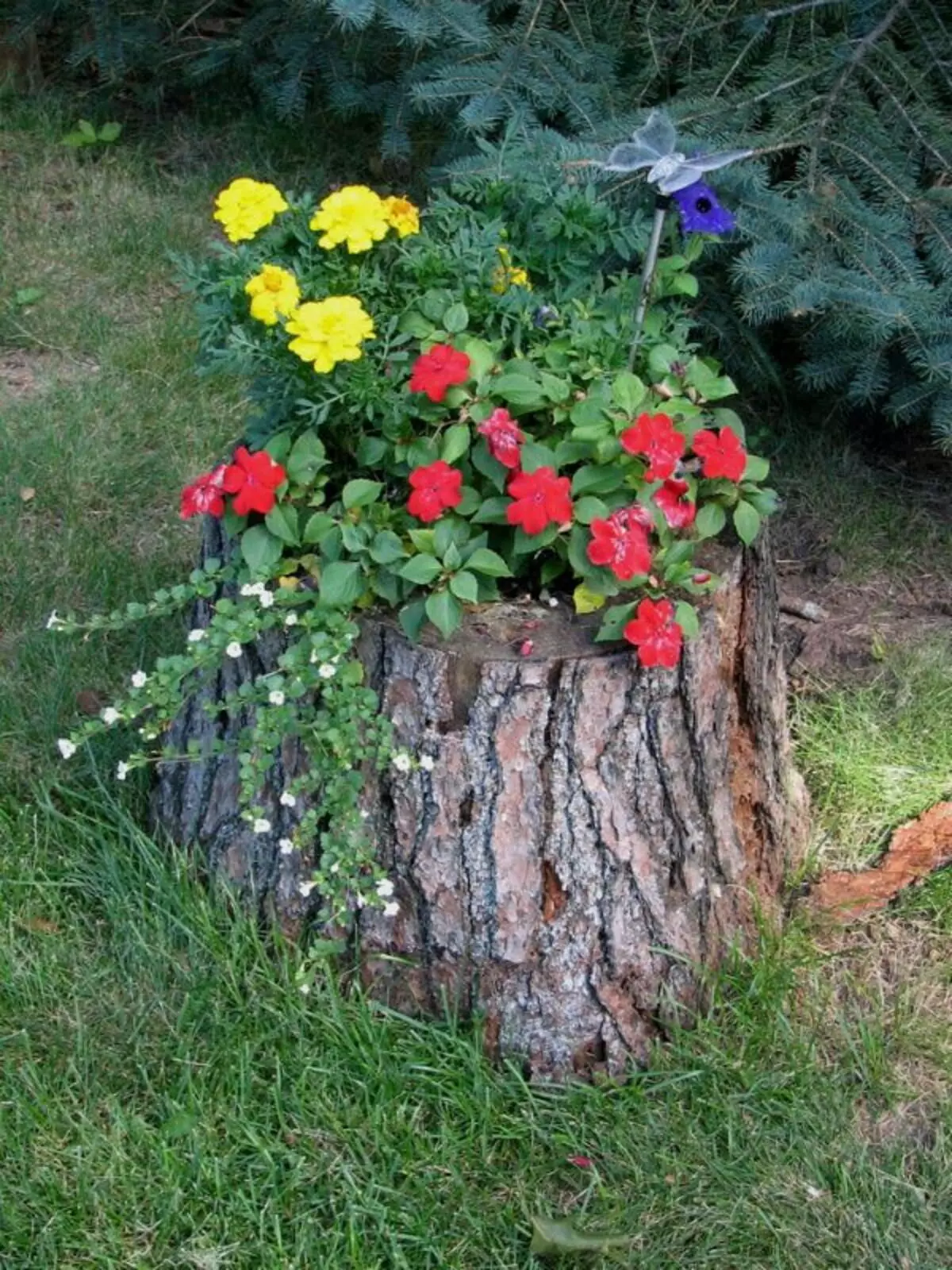 10 όμορφα λουλούδια στην αυλή ενός ιδιωτικού σπιτιού για όσους χάθηκαν το καλοκαίρι 11123_19