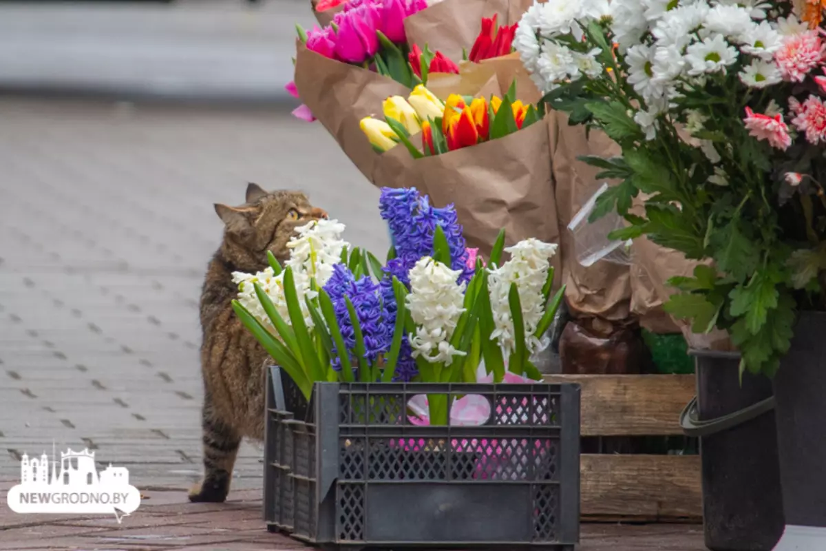 Продавці квітів скаржаться, що оренда перед 8 березня подорожчала більш ніж в п'ять разів 11255_1
