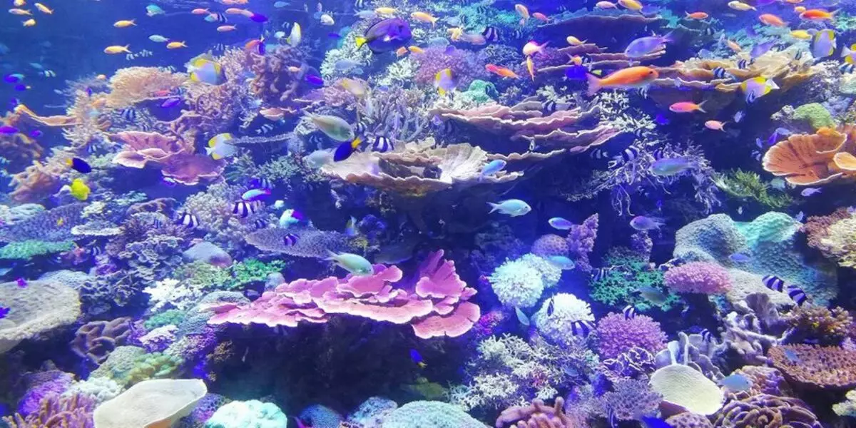 8 af de farligste dyr af havene og oceanerne