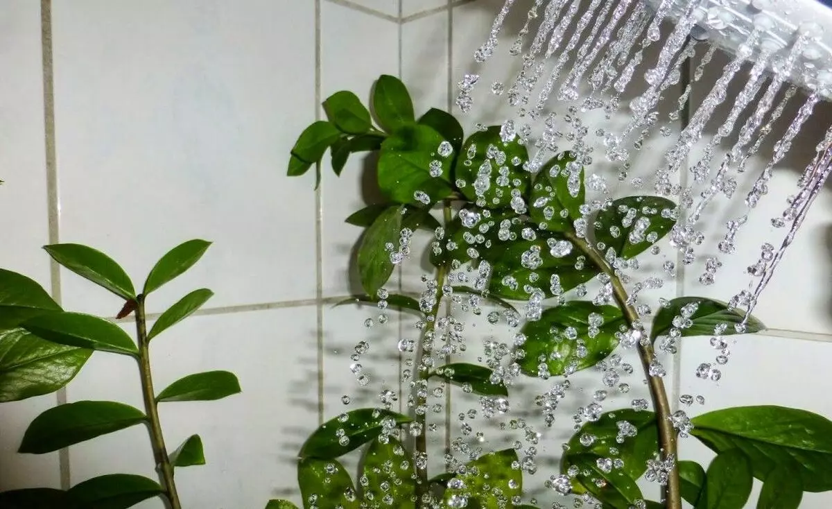 الاستحمام الساخن للنباتات الداخلية: لمن ينصح وموزع 11823_1