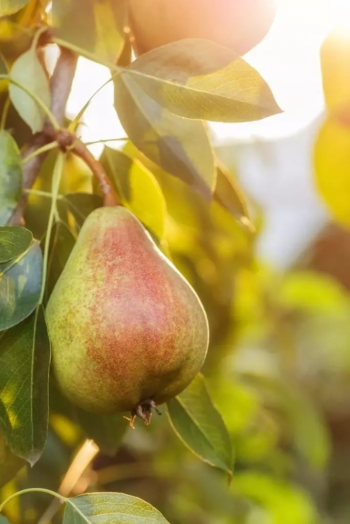 ແນວພັນທີ່ໄດ້ຮັບຄວາມນິຍົມຂອງ pears dwarf 12006_7