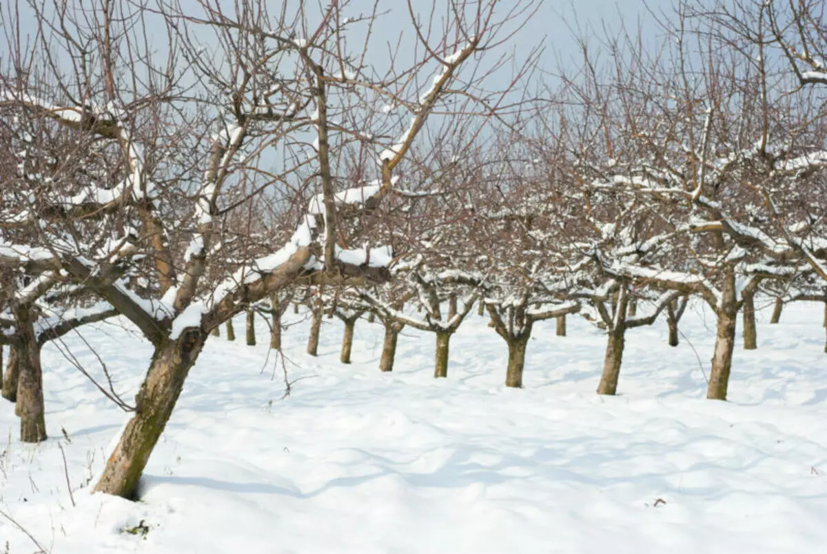 Cüce elma ağaçlarının kışın kesilmesi hakkında her şey 12170_2