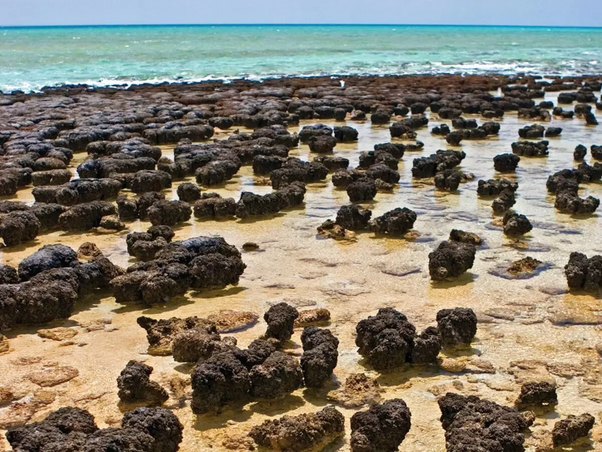 Stromatolites ji ber vîrusan dikarin li ser rûyê erdê xuya bikin 12347_1