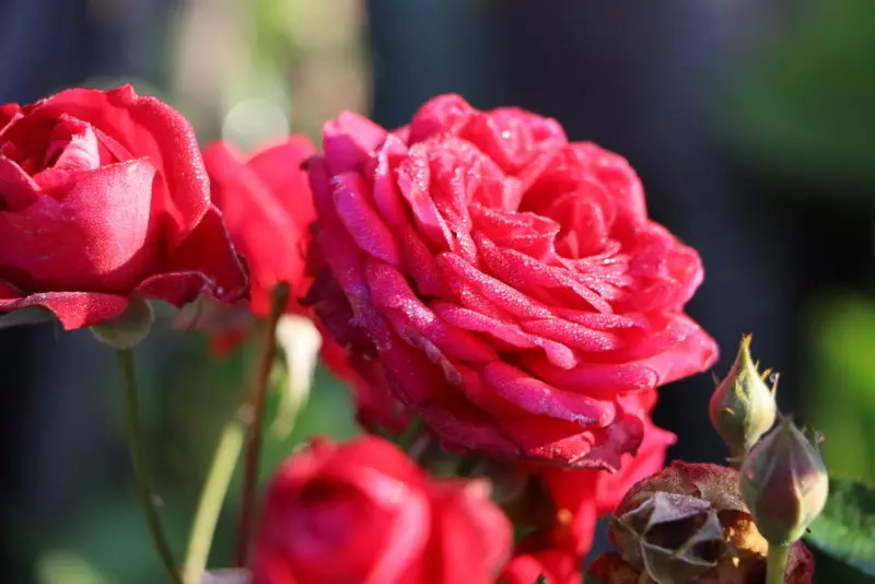 Подготовки за пролет: 5 начини да ги задржите розите садници добро 12436_1