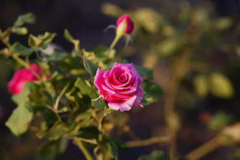 Sagatavošanās pavasarim: 5 veidi, kā labi uzturēt rozes stāžu 12436_2