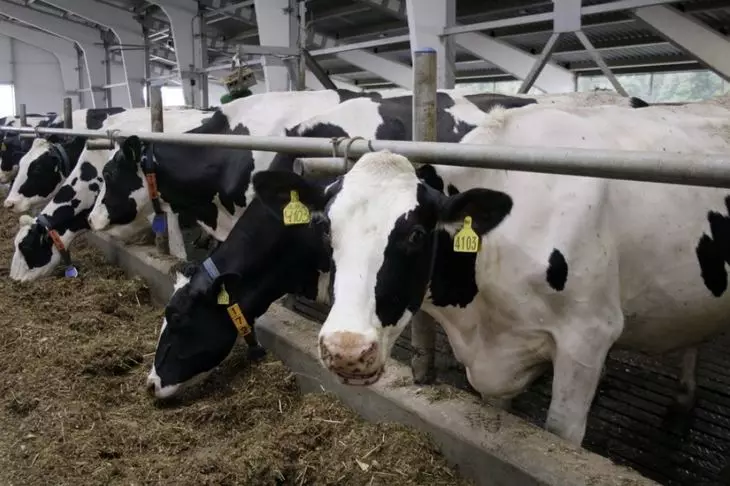 Плус 6% од бројот на говеда во московскиот регион од почетокот на 2021 година 1270_1