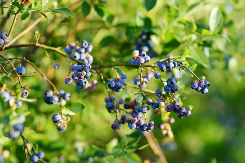 Em ê nas bikin. Baxçeyê Blueberry - Varieties Popular, Secrets Grows 12774_1