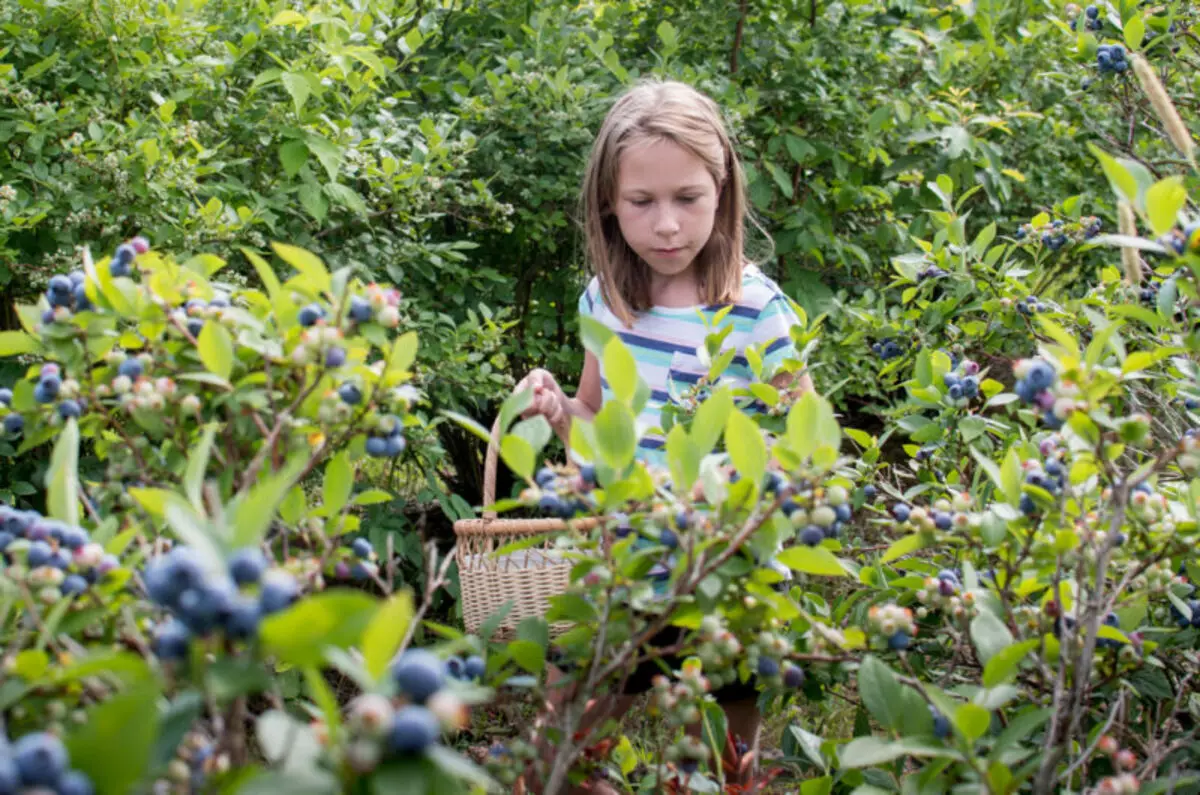 Estaremos familiares. Blueberry de jardín - variedades populares, secretos en crecimiento 12774_2