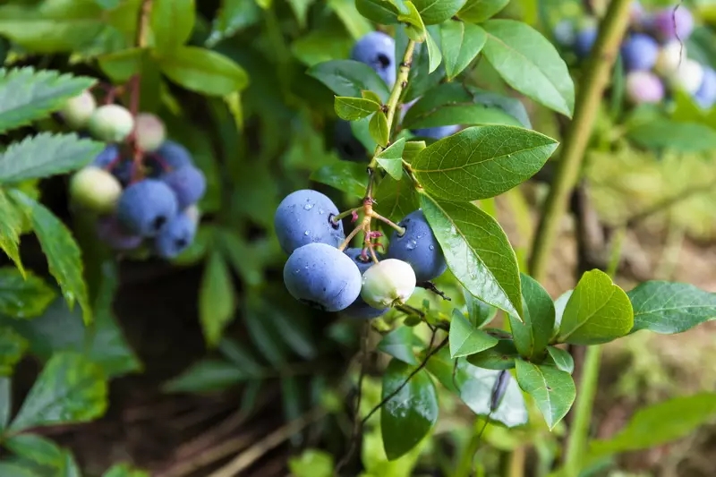 Za mu saba da shi. Lambun blueberry - kayan masarufi, asirin girma 12774_3