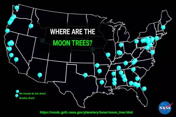 什么是“月球树”，他们在哪里生长？ 13276_5