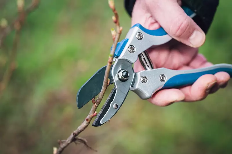 7 façons simples de couper les branches des arbres et des arbustes 13539_1