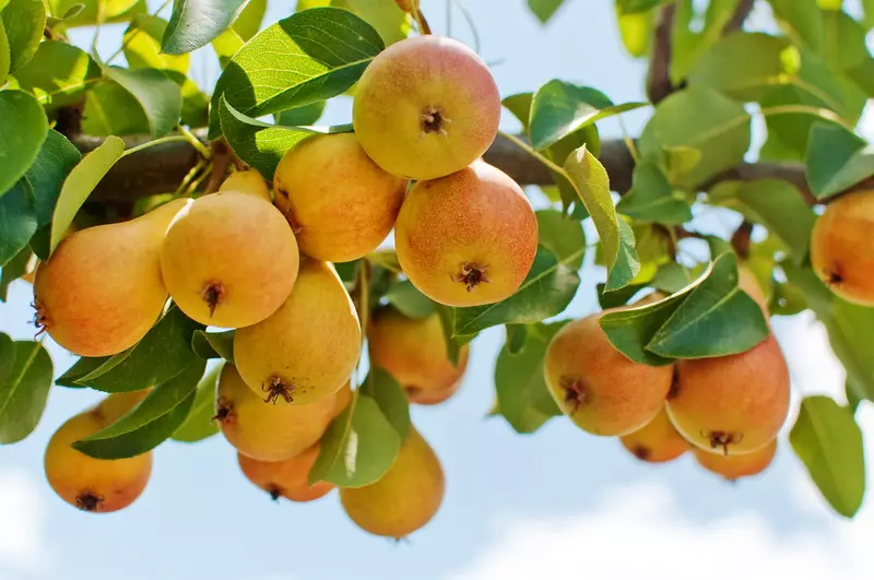 Pears tocio Hydref: gweithdrefn sy'n cynyddu cynnyrch 13607_1