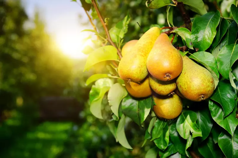Pears tocio Hydref: gweithdrefn sy'n cynyddu cynnyrch 13607_2