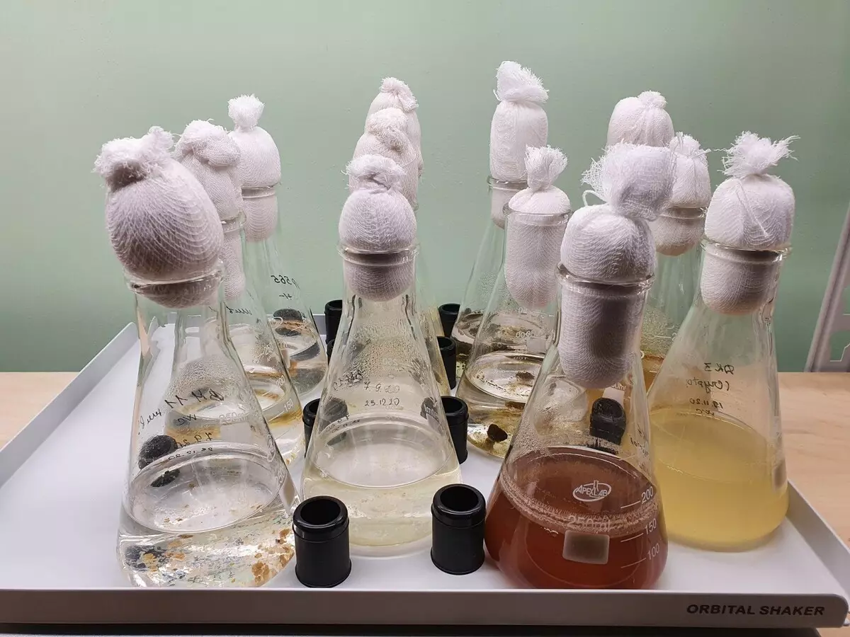 Cientistas russos descobriram cinco tipos de diatomáceas de algas, ciência previamente desconhecida 13633_1
