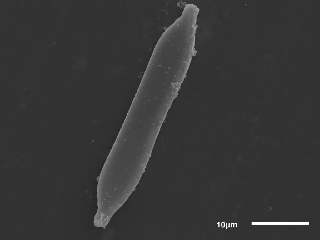 Ilmuwan Rusia menemukan lima jenis diatom alga, yang sebelumnya tidak diketahui sains 13633_2