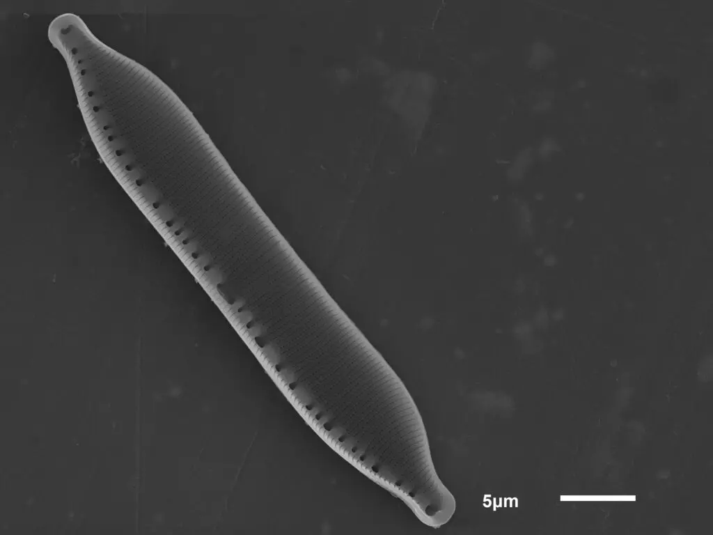 Natuklasan ng mga siyentipikong Ruso ang limang uri ng diatoms ng algae, dating hindi kilalang agham 13633_3