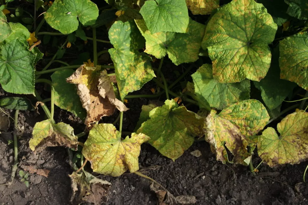 10 причини за лоши растечки краставици 13688_1