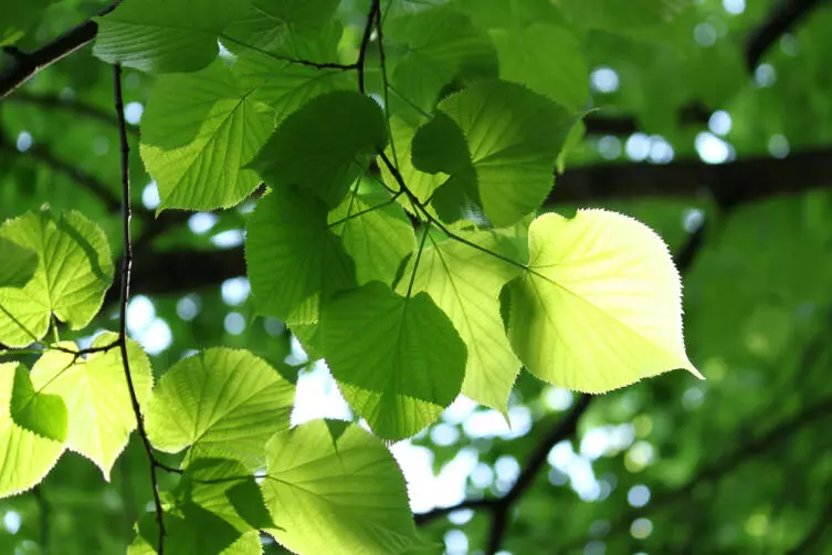 Apakah ada lipa sederhana sederhana?: Fakta menarik tentang pohon yang akrab