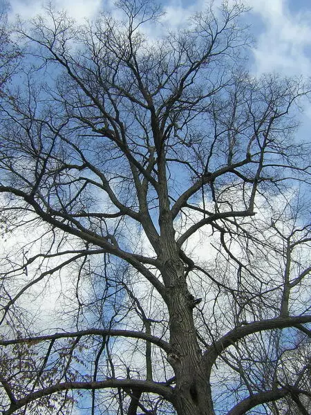 एक साधा साधा लिपा आहे का?: परिचित वृक्ष बद्दल मनोरंजक तथ्य 13708_3