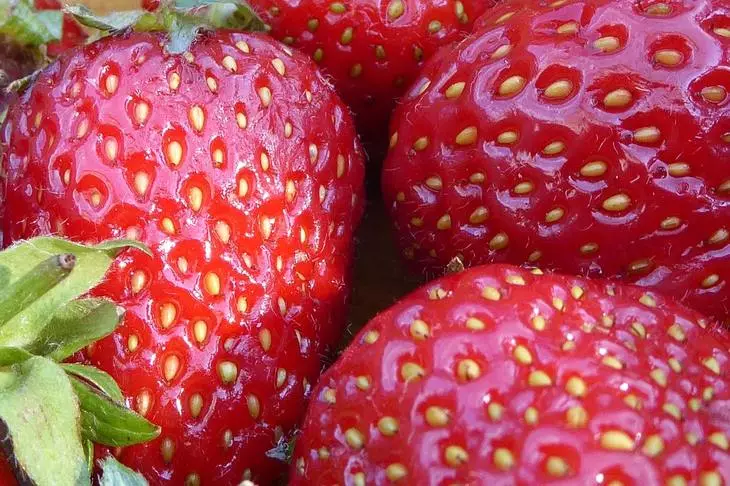 स्टावरोपोल बेरी उत्पादकों को बगीचे के स्ट्रॉबेरी के रोपण की खरीद के लिए मुआवजा मिलेगा 13856_1