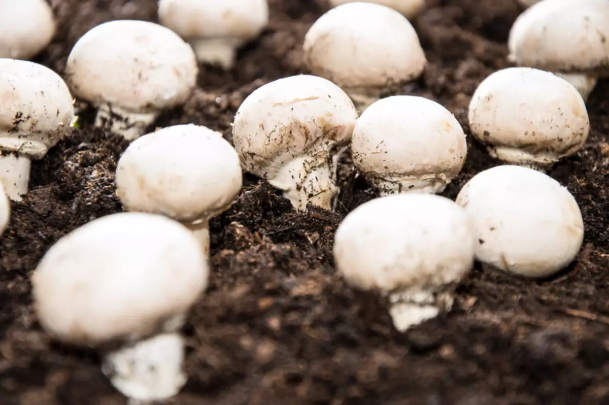 Champignons: grow at home 14273_1