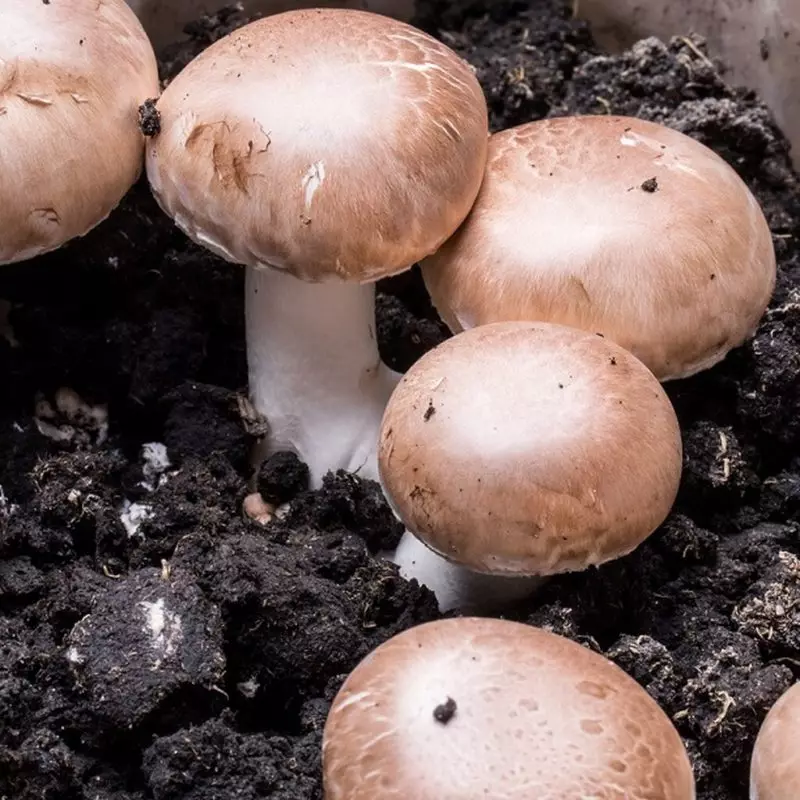 Mushrooms: Växa hemma 14273_2