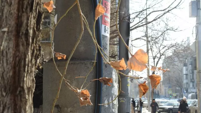 Uzrok masovnog rušenja javora u Saratovu bit će popravak trotoara 14336_10