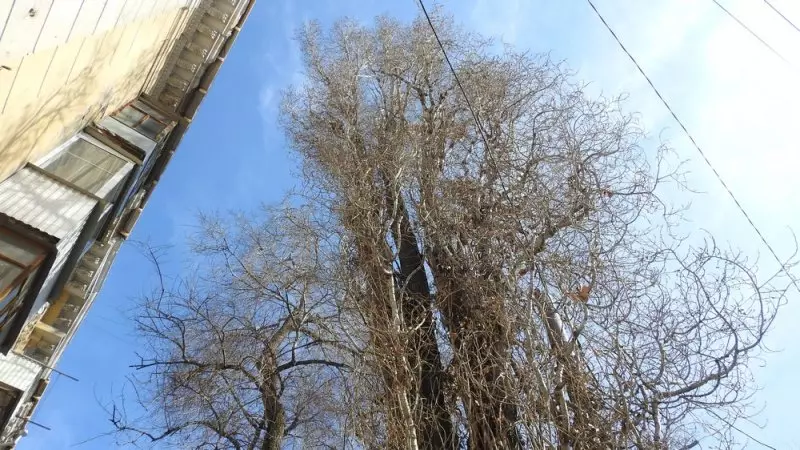 A Maples tömeges bontásának oka Saratovban lesz a járdák javítása 14336_11