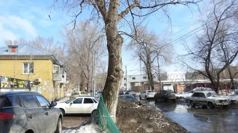 Ang sanhi ng mass demolisyon ng maples sa Saratov ay ang pagkumpuni ng mga bangketa 14336_24