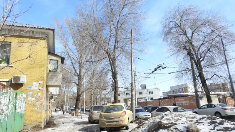 Причиною масового знесення кленів в Саратові стане ремонт тротуарів 14336_25