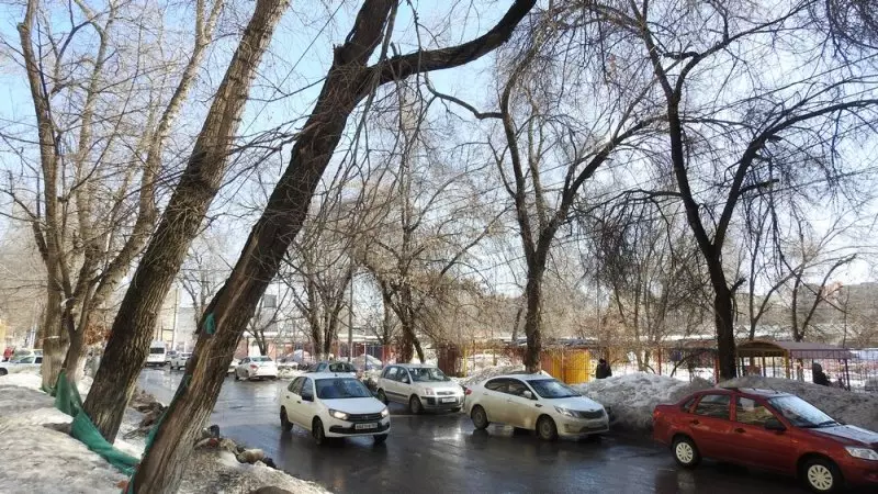 De oorzaak van massa-sloop van esdoorns in Saratov zal de reparatie van trottoirs zijn 14336_7