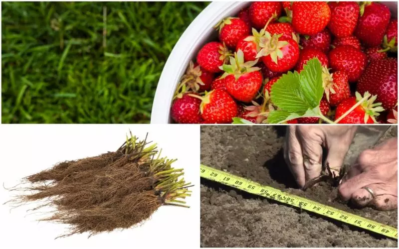 คุณสมบัติของ Frigo Strawberries ที่กำลังเติบโตสำหรับผู้เริ่มต้น 14556_1