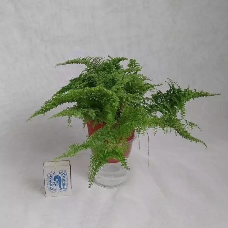 6 plantes idéales pour créer un beau flurararium 14838_3