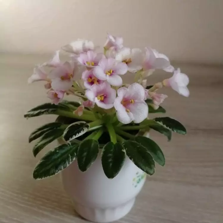 6 växter som är idealiska för att skapa ett vackert flurararium 14838_5