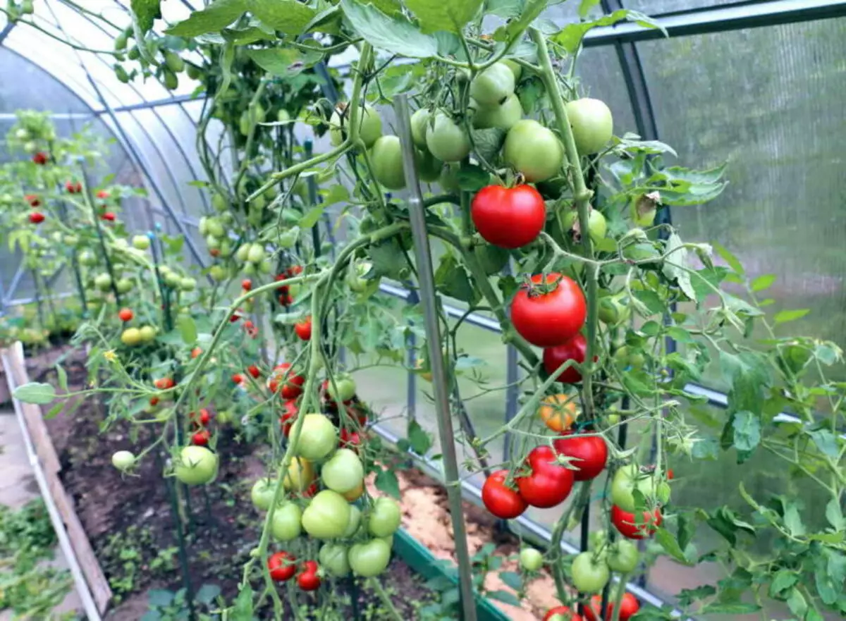 Najbolje popularne sorte rajčica koje mogu lagati dugo vremena 15068_2